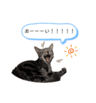 おもちとこんぶ1（個別スタンプ：3）
