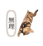 おもちとこんぶ1（個別スタンプ：10）