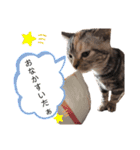 おもちとこんぶ1（個別スタンプ：14）