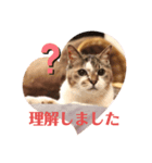 トマロビーのソバで#あんどんSP（個別スタンプ：3）