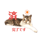 トマロビーのソバで#あんどんSP（個別スタンプ：5）