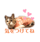 トマロビーのソバで#あんどんSP（個別スタンプ：7）