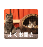 トマロビーのソバで#あんどんSP（個別スタンプ：8）