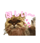 T家のどうぶつ2（個別スタンプ：3）