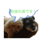 T家のどうぶつ2（個別スタンプ：12）