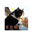 T家のどうぶつ2（個別スタンプ：16）