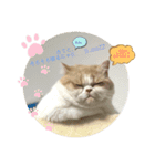 にゃんこのにゃん②（個別スタンプ：3）