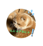 にゃんこのにゃん②（個別スタンプ：6）