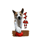 ジェット、チョロ、レン、ダックス、ケイ（個別スタンプ：9）