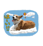 ジェット、チョロ、レン、ダックス、ケイ（個別スタンプ：11）