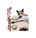 ジェット、チョロ、レン、ダックス、ケイ（個別スタンプ：21）