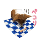 ジェット、チョロ、レン、ダックス、ケイ（個別スタンプ：31）