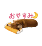 ジェット、チョロ、レン、ダックス、ケイ（個別スタンプ：35）