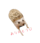種を超えた仲間たち（個別スタンプ：9）