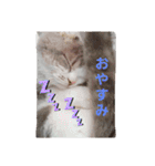 ねこ好きオスス（個別スタンプ：1）