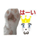 ねこ好きオスス（個別スタンプ：2）