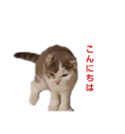 ねこ好きオスス（個別スタンプ：4）