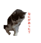 ねこ好きオスス（個別スタンプ：5）