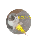 ねこ好きオスス（個別スタンプ：6）