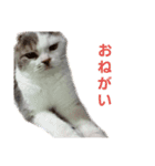 ねこ好きオスス（個別スタンプ：7）