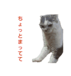 ねこ好きオスス（個別スタンプ：8）