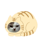 ねこ好きオスス（個別スタンプ：11）
