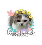 ねこ好きオスス（個別スタンプ：13）
