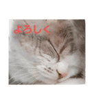 ねこ好きオスス（個別スタンプ：15）