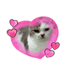 ねこ好きオスス（個別スタンプ：17）