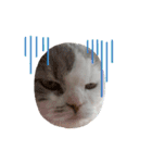 ねこ好きオスス（個別スタンプ：18）