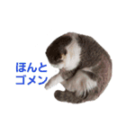 ねこ好きオスス（個別スタンプ：19）