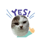 ねこ好きオスス（個別スタンプ：21）
