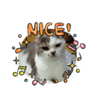 ねこ好きオスス（個別スタンプ：23）