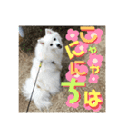 日本スピッツ＊モンブラン（個別スタンプ：3）