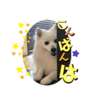 日本スピッツ＊モンブラン（個別スタンプ：4）