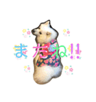 日本スピッツ＊モンブラン（個別スタンプ：7）