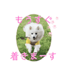 日本スピッツ＊モンブラン（個別スタンプ：10）