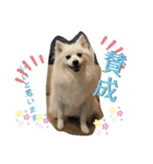 日本スピッツ＊モンブラン（個別スタンプ：13）
