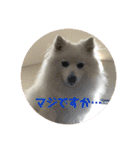 日本スピッツ＊モンブラン（個別スタンプ：16）