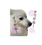 日本スピッツ＊モンブラン（個別スタンプ：18）