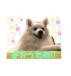 日本スピッツ＊モンブラン（個別スタンプ：20）