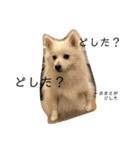 日本スピッツ＊モンブラン（個別スタンプ：21）