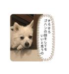 日本スピッツ＊モンブラン（個別スタンプ：24）