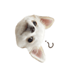 おおば家のぐりくん♂（個別スタンプ：3）