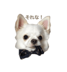 おおば家のぐりくん♂（個別スタンプ：15）