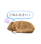 こむぎ。simpleスタンプ（個別スタンプ：14）