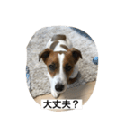 ジャックの日常 C（個別スタンプ：1）