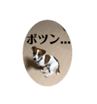 ジャックの日常 C（個別スタンプ：2）