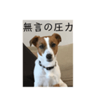 ジャックの日常 C（個別スタンプ：3）