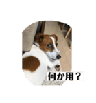 ジャックの日常 C（個別スタンプ：4）